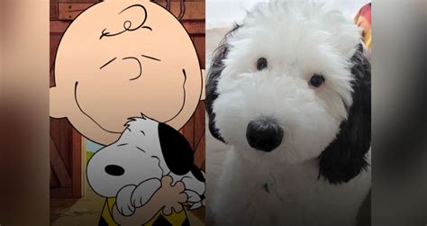 real life snoopy dog breed|This Snoopy Look